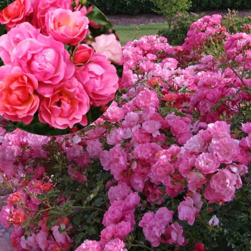 Rosa 'MaXi Vita' - Roos 'MaXi Vita' C4/4L